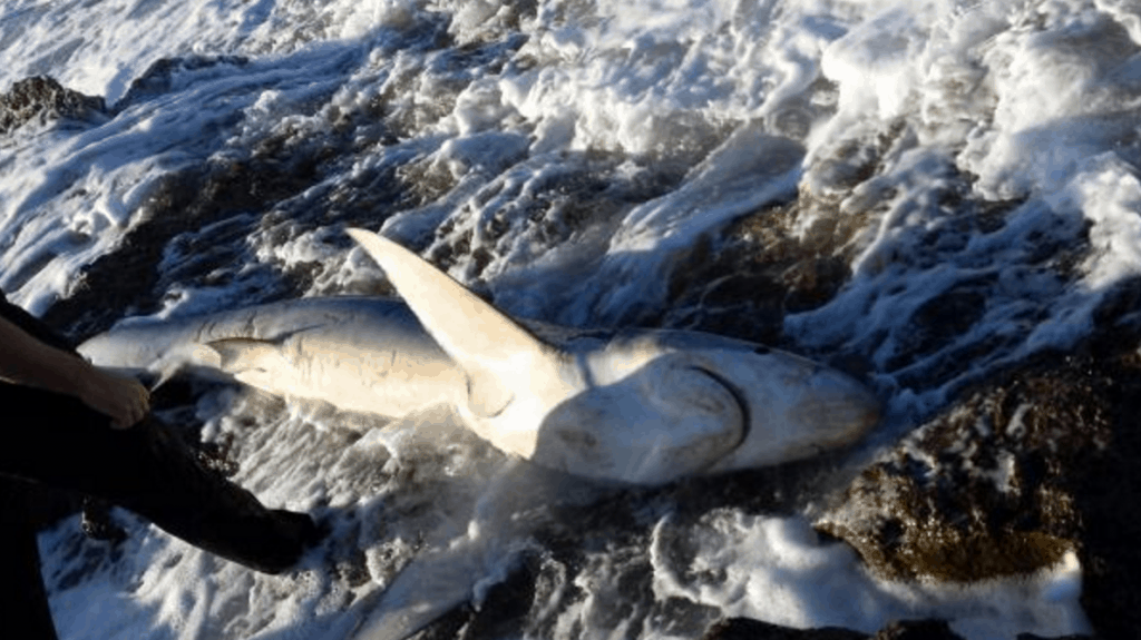 Shark in Malta