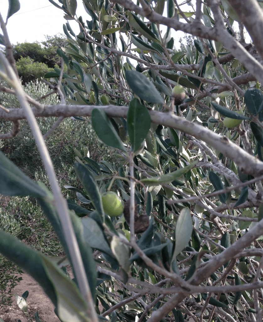 Olive Trees in Malta