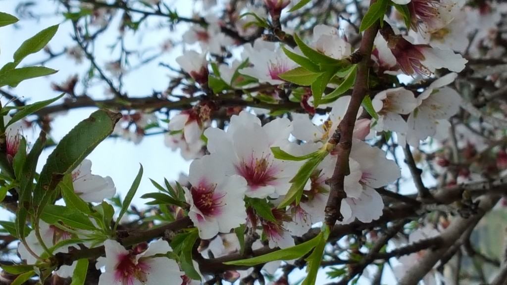 Flowers in malta