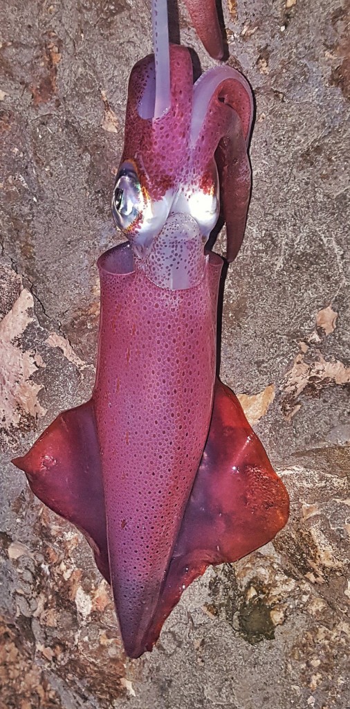 catch squid in malta